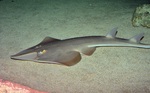 Guitarfish is